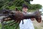 【社会】「すごくでかい！」2.33キロ38.5センチの巨大伊勢エビを捕獲、日本記録更新　伊勢志摩の海に