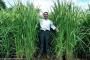 【画像】中国、2メートルまで成長する巨大稲を開発 こりゃ凄い・・・