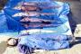 深海魚ミツクリザメ、刺し網に一挙８匹…駿河湾