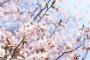 【韓国】SBS記者「ソメイヨシノは韓国の王桜と似ていますが、遺伝的に他の品種です」