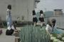【画像】最近の女子校、屋上でキャベツを栽培していたｗｗｗｗｗ
