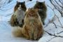 【画像】ロシアの野良猫が想像以上にゴージャス
