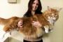 【画像】世界最長？猫のオマール 、ネットで有名に
