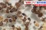 【閲覧注意】日本で猛毒蟻ヒアリ見つかる…刺されるとこうなるぞ…（画像あり）