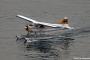シドニー近郊で水上飛行機「DHC-2ビーバー」が墜落、乗っていた6人全員が死亡…乗客に英の著名CEO！