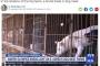 米CNN「五輪の陰に隠された残酷な犬肉取引」という文章を掲載　→韓国メディア発狂ｗｗｗｗｗｗｗｗｗｗｗｗｗｗｗｗｗｗｗｗｗ