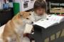 リサイタルを行う日本の少女と見守る犬（海外の反応）