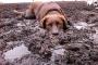 【面白】犬を泥の中で遊ばせてはいけない理由　前編