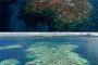 【画像】沖縄のサンゴ礁、死滅・・・