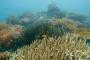 日本政府が中国船によるサンゴ密漁被害を調査へ（海外の反応）