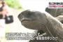 渋川動物公園の脱走ゾウガメを発見した親子ｗｗｗｗｗｗ（画像あり）