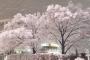 韓国人「東京新宿駅、雪の花が咲く」→「桜が咲いたのかと思った・・・美しい」