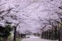 韓国紙「1962年、桜の原産地は日本ではなく韓国と明らかになった」