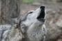 チェルノブイリ立入禁止区域を徘徊するオオカミ、突然変異で抗がん能力を獲得していた！