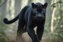 【動画】人間と犬に育てられた黒豹がヤバイwwwwww