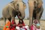 【素敵】インドの動物保護施設が、ゾウに洋服を着せる理由