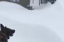 海外「犬 ＞ 人間」 雪に囲まれて動けなくなった犬を見かけたジャーマンシェパードは・・・
