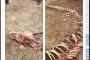 【衝撃動画】中国で龍の白骨死骸が発見されるｗｗｗｗｗｗｗｗｗｗｗｗｗｗｗ