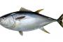 【悲報】日本さんマグロの漁獲制限も、１つの漁港だけで漁獲枠の７８％消費ｗｗｗｗｗｗ