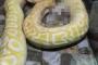 【悲報】中国の動物園がニシキヘビの餌に生きた仔犬を与えた結果・・・