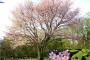 【韓国】 済州王桜のゲノム解読、私たちの自生植物として立証…既存の日本起源説を解消