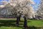 【米韓】 済州王桜の生態外交、来年から本格化…日本がワシントンに寄贈した王桜と済州王桜の遺伝子は同じか。検査も