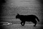 【画像】言葉では表現しきれないほどの可愛さを放つ黒猫 「神様かも」などの声も