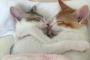 ベッドで抱き合って眠る日本の子猫たちが可愛すぎる（海外の反応）