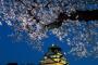 【韓国】東京の桜開花は来月24日頃、旅支度お早めに　～日本国内でもソメイヨシノは韓国と関連が多い花として認識され