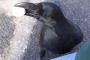 【毒餌】カラス、さらに20羽の死骸　東京の公園、昨日は50羽の死骸 直径４０ｍ内