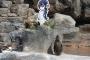 アニメキャラに恋した日本の動物園にいるペンギンが話題に（海外の反応）