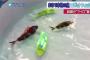 まるで本物の魚「ロボットフィッシュ」がすごい！韓国の企業が開発した話題の魚ロボット