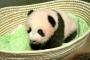 上野動物園の赤ちゃんパンダの名前が「シャンシャン」に決定（海外の反応）