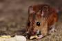 【悲報】殺鼠剤が効かない突然変異のネズミが発見される・・・