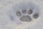 【日本】「初雪に戸惑うネコが超カワイイと話題」【海外反応】