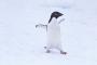 【画像】ペンギン「はえ～おっきい」