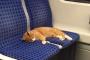 【ほのぼの】電車で熟睡してしまった猫をSNSが救ったお話（画像あり）