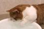 水遊びをする日本の猫が可愛い（海外の反応）