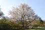 【韓国】 天然記念物の済州王桜、組織培養で純粋血統の苗木9千本を確保　世界の人が愛する木として根付くことができるよう努める