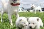 【画像】笑う白犬の生活