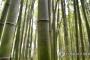 【画像あり】　京都の観光地の竹にハングルで落書き