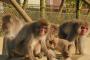 千葉「動物園で飼っていた猿。よくよく調べてみたらニホンザルじゃなかったわ。殺処分したよー(^^」