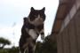 【画像】この猫、タケコプター付けて今にも飛び立ちそうだなｗｗ