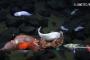 【世界最深の深海魚】生息できるギリギリ…水深８１７８ｍで深海魚の撮影成功
