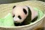 【速報】上野動物園の赤ちゃんパンダの名前が決定ｗｗｗｗｗｗ