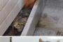 地下道の壁からニャー！！秋田で警察官が子猫救出作戦