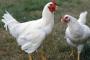 香川県の養鶏場で鳥インフルエンザの疑い事例が発生した問題、検査の結果「H5型」のウイルスを検出、四国での発生は初 … 鶏約9万羽の殺処分を開始する方針