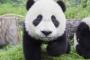 【政府】パンダ貸与を中国に要請！！→ 飼育施設の候補がこちらｗｗｗｗｗｗｗｗｗｗｗ