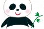 四川省で汚いパンダを発見
