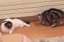 日本の猫たちが繰り出す高速猫パンチ（海外の反応）